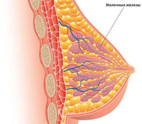 Структура молочных желез
