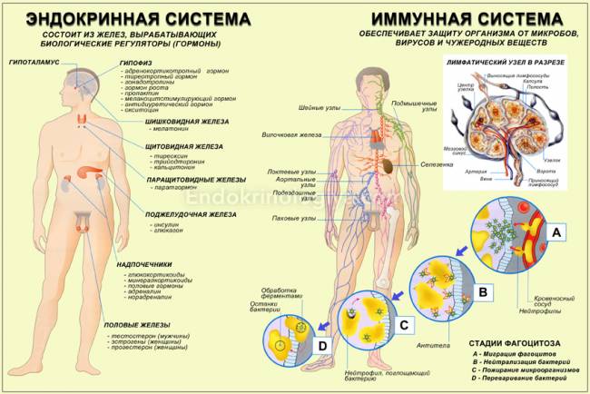 Таблица функций органов эндокринной системы