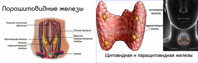 Изображение околощитовидных желез