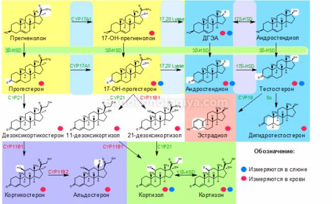 17-он прогестерон