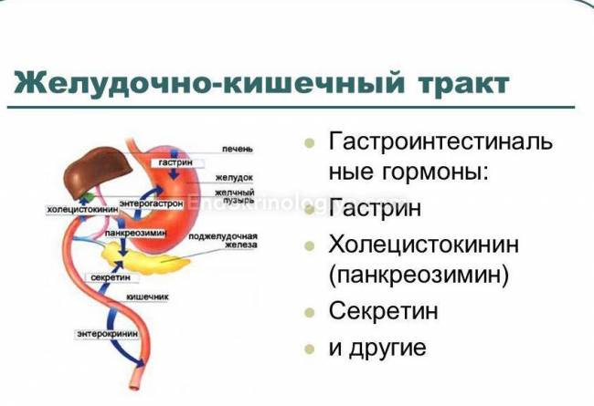 Гормон гастрин