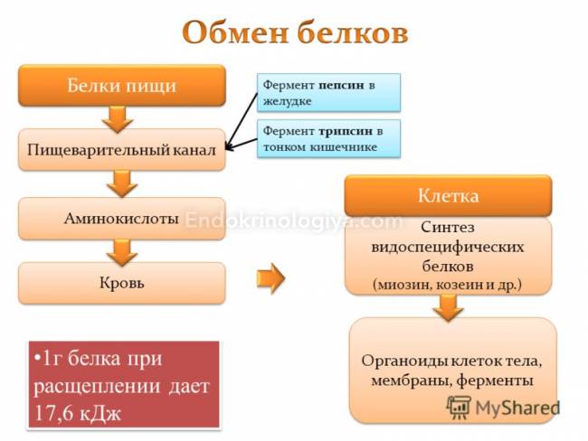 Роль белков в обмене веществ и энергии